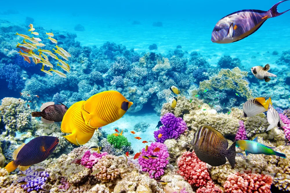 Colorful fish swim around a coral reef off the coast of a Caribbean island to show why you should visit the Caribbean