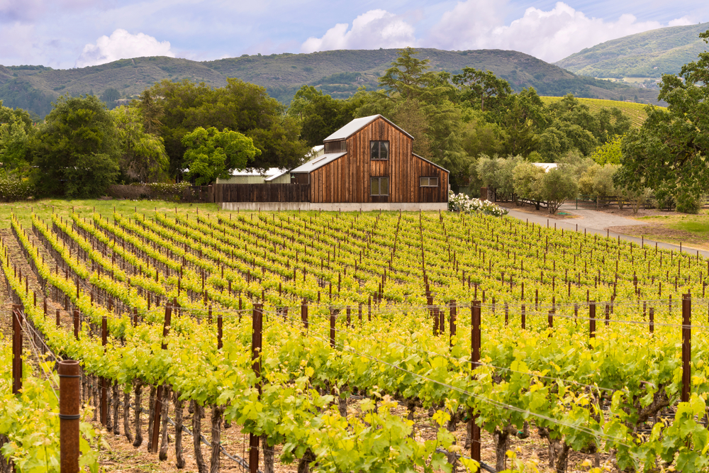 Barn in Sonoma Valley's wine country, one of the best places to visit in the Bay Area, pictured with rolling grape vines running along the countryside