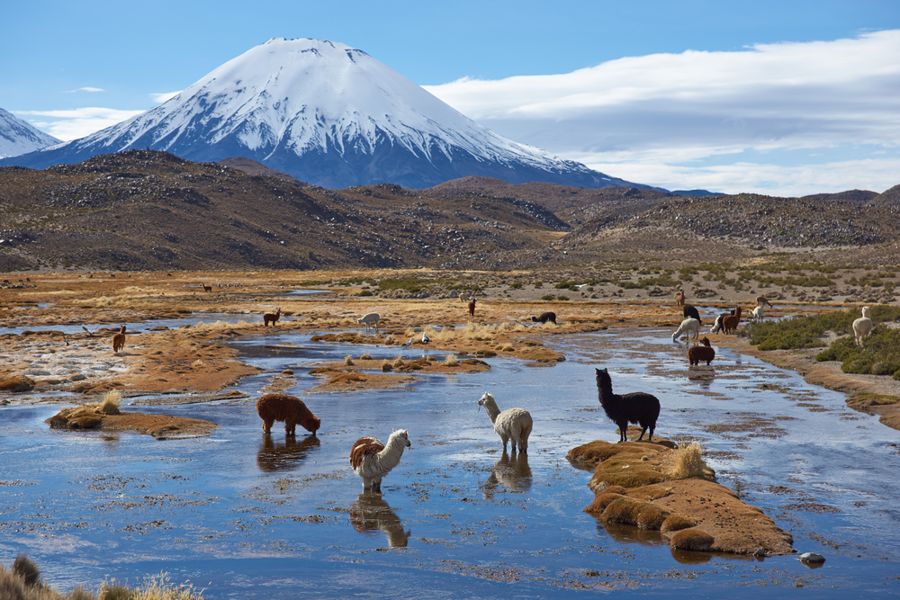 Alpacas grazing in A bunch of happy penguins pictured at one of Chile's best places to visit, Los Pingüinos with a giant snow-capped volcano in the background