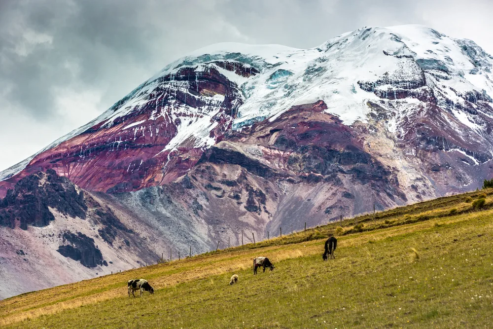 Snow-capped mountains pictured with cows grazing in the fields in front of the huge mountain in Chimborazo