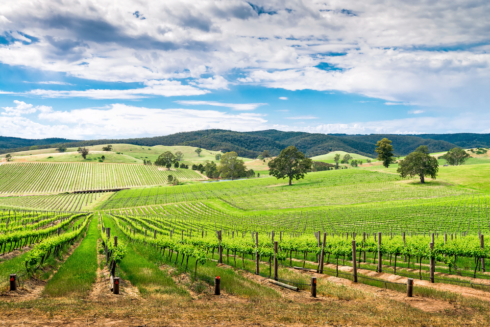 Rolling winery with gorgeous green hills in the Barossa Valley, one of the best places to visit in Australia