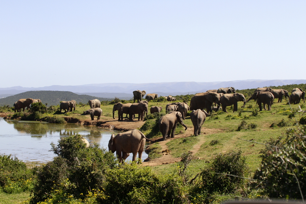 Large African elephants in one of the best places to visit in South Africa, Addo