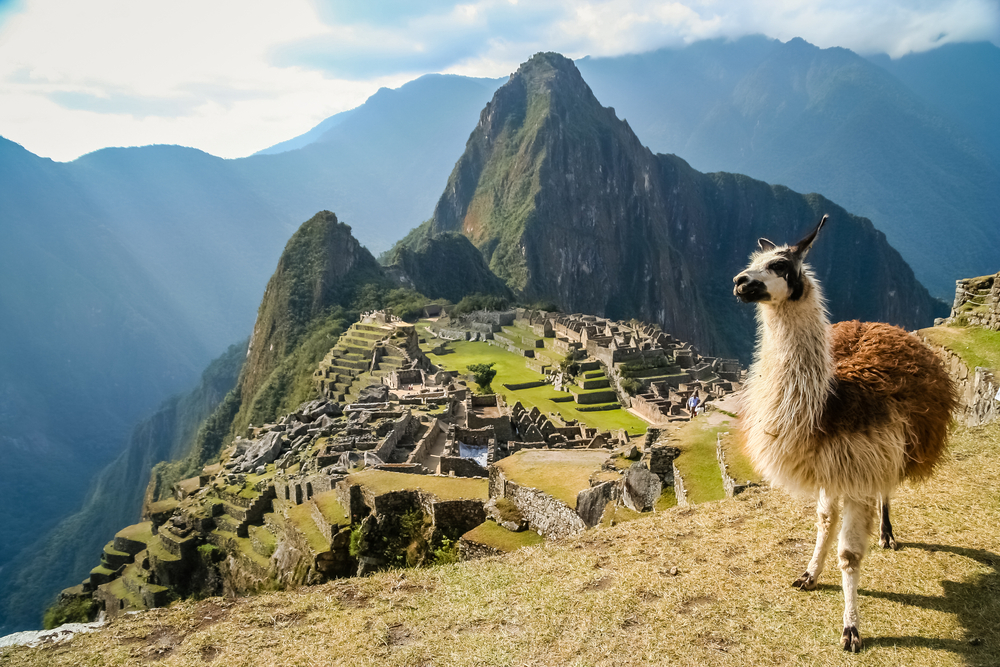 Llama on the cliffside of Machu Picchu, one of the best places to visit in the world, with the mountain towering up over the ruins of the ancient city