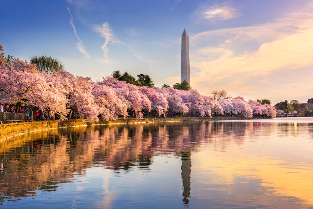 Cherry trees in full bloom outside of the Washington Monument pictured for a piece on the best day trips from NYC