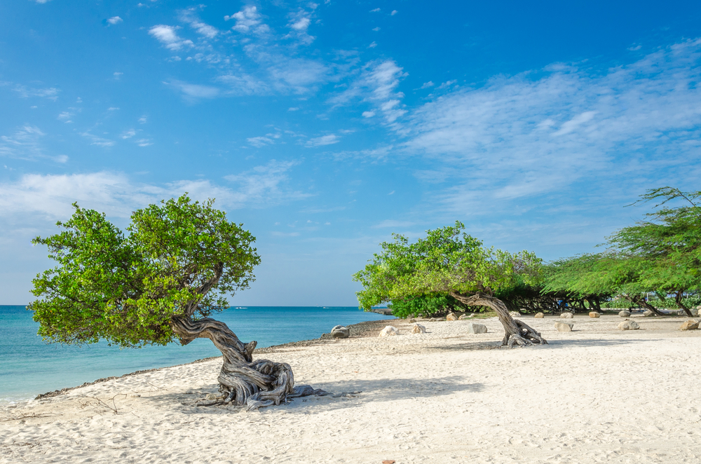 Famous Divi Divi trees in Aruba on the beach, one of the best islands in the Caribbean to visit
