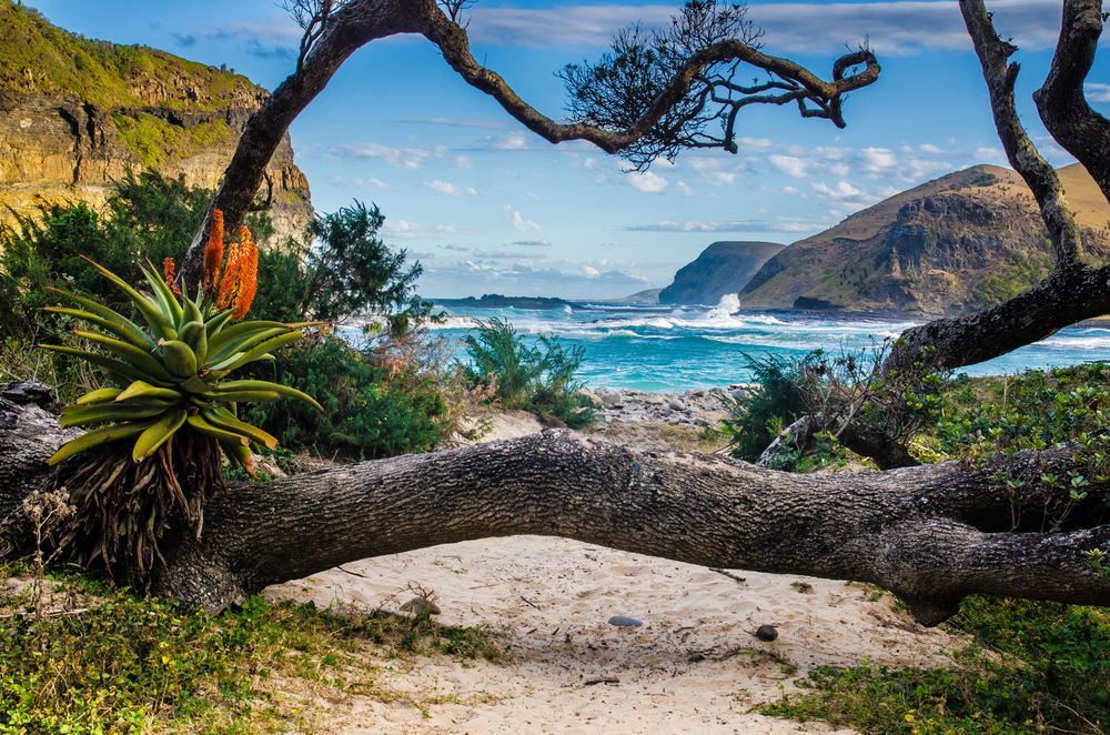 Trees around the Hole in the Wall at Coffee Bay pictured as one of the best places to visit in South Africa