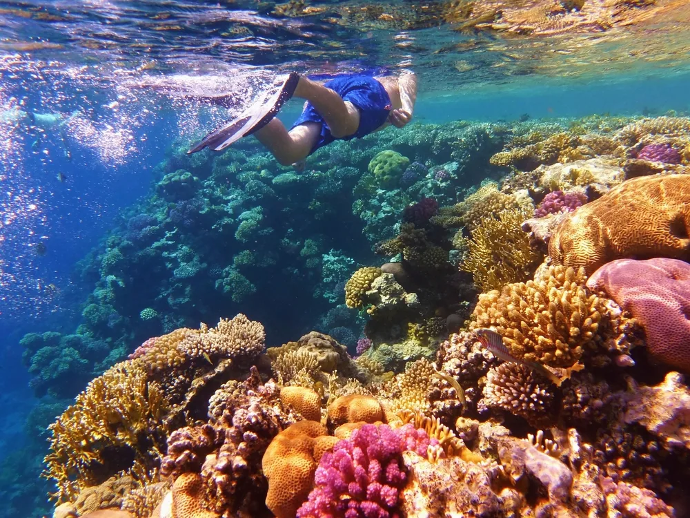 Man snorkeling along the Great Barrier Reef, one of the best places to visit in Australia, with colorful fish swimming around him