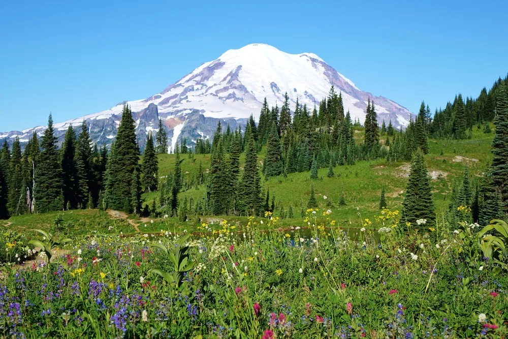 Featured for a roundup of the best day trips from Seattle, Mount Rainier National Park is seen from the lush green valley
