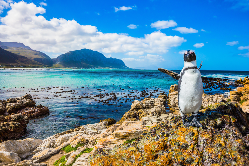 Black and white penguin standing on the edge of the rocky coast in the Boulders Penguin colony, one of the best places to visit in South Africa