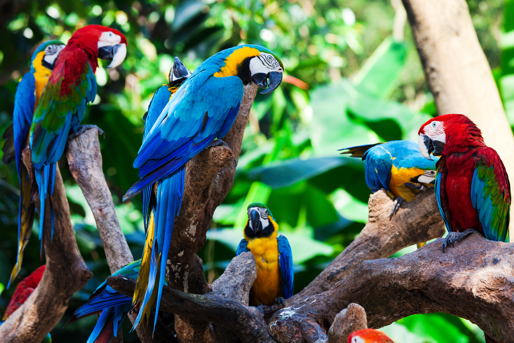 Group of multi-colored parrots relaxing on a curved branch in the hot and humid environment of the Amazon