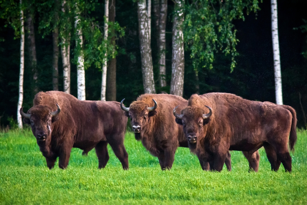 Bison grazing in a field in front of large birch trees in the Belovezhskaya Puscha National Park, a top pick for places to visit in Poland