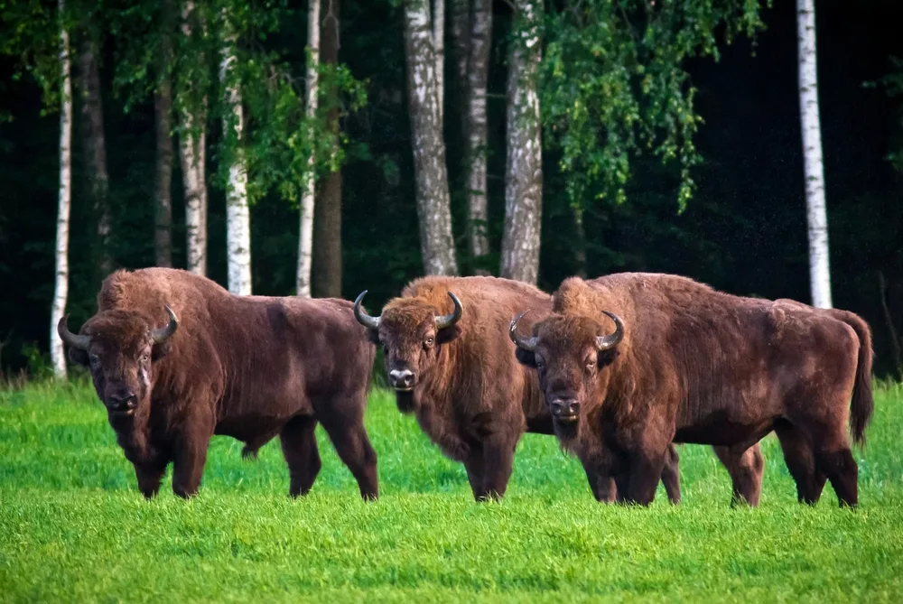 Bison grazing in a field in front of large birch trees in the Belovezhskaya Puscha National Park, a top pick for places to visit in Poland