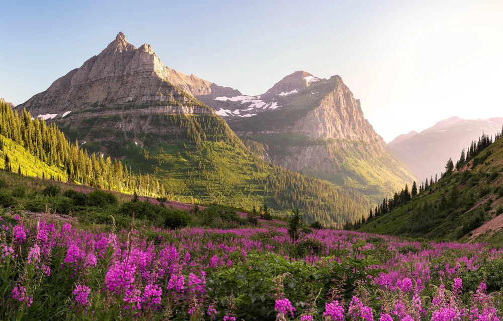 Breathtaking view of the mountains in Glacier National Park towering over the pink and purple flowers for a piece titled Where to Stay in Montana