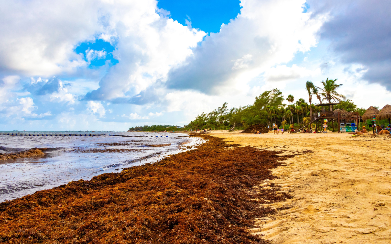 The 2024 Guide to the Cancun Seaweed Season