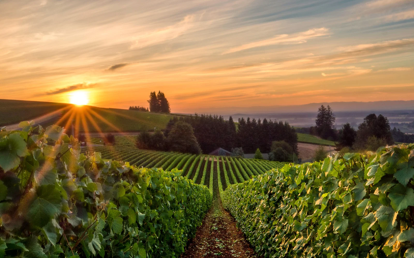 The Best Time to Visit Willamette Valley (Updated for 2024)
