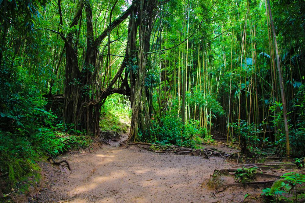Manoa Falls forest trail with sunlight filtering through during the cheapest time to visit Honolulu