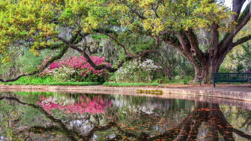 Idyllic azalea garden in the Brookgreen Gardens, one of our top picks for must-visit places in South Carolina