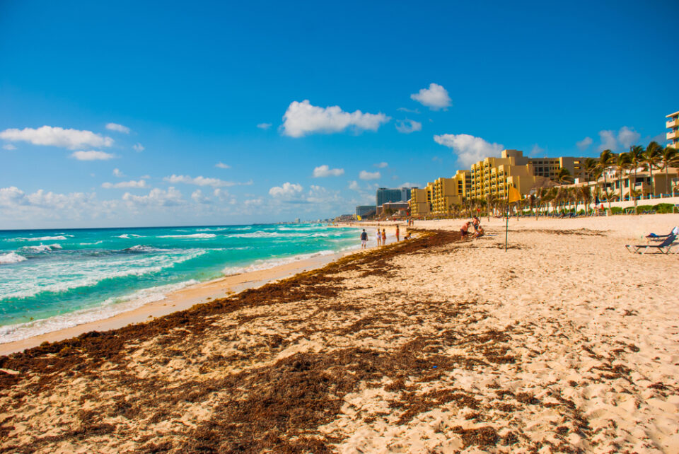 The 2024 Guide to the Cancun Seaweed Season