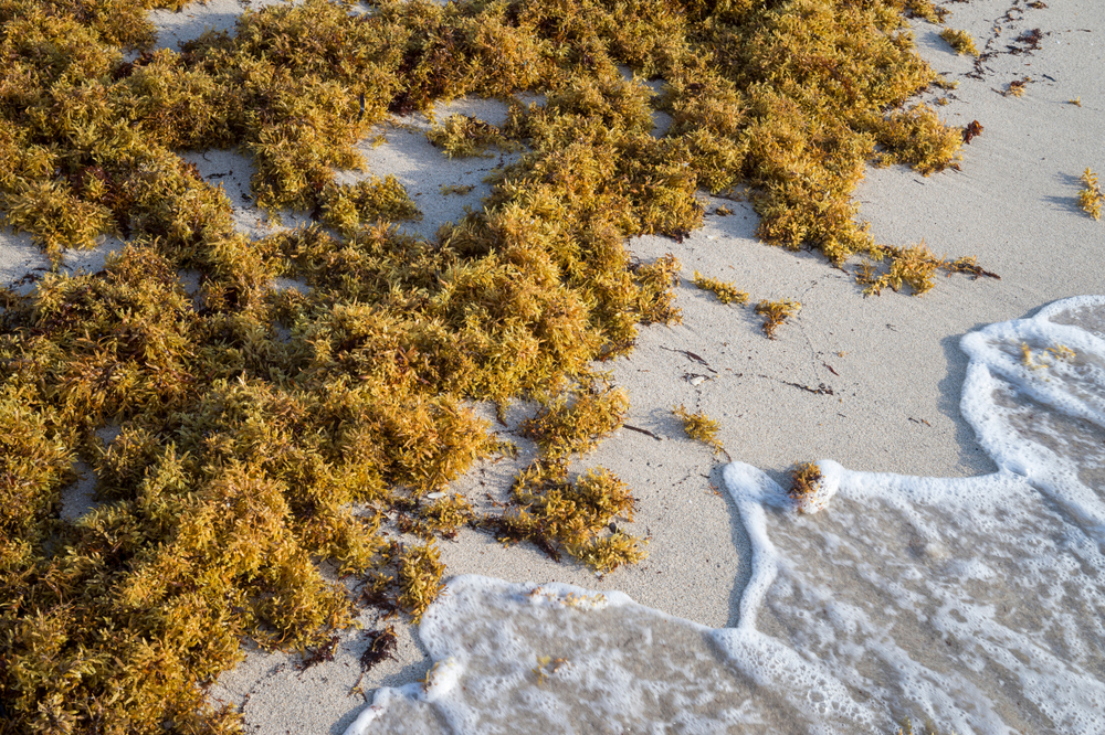 Close up of Cancun seaweed, sargassum, washed onto the shore on a sunny afternoon
