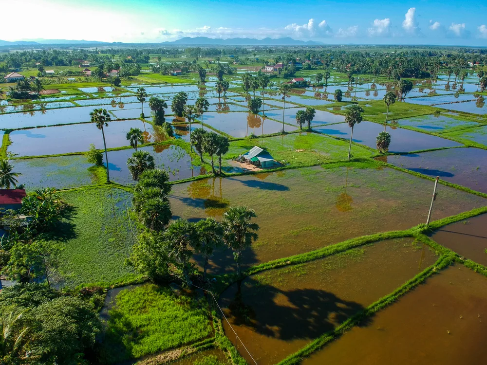 Aerial view of several flooded rice fields in Kampot pictured on a clear day in Cambodia