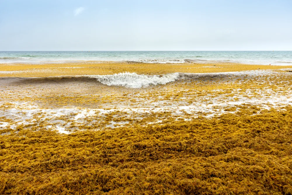 Tons of sargassum washing ashore and floating in the water to show the peak Cancun seaweed season