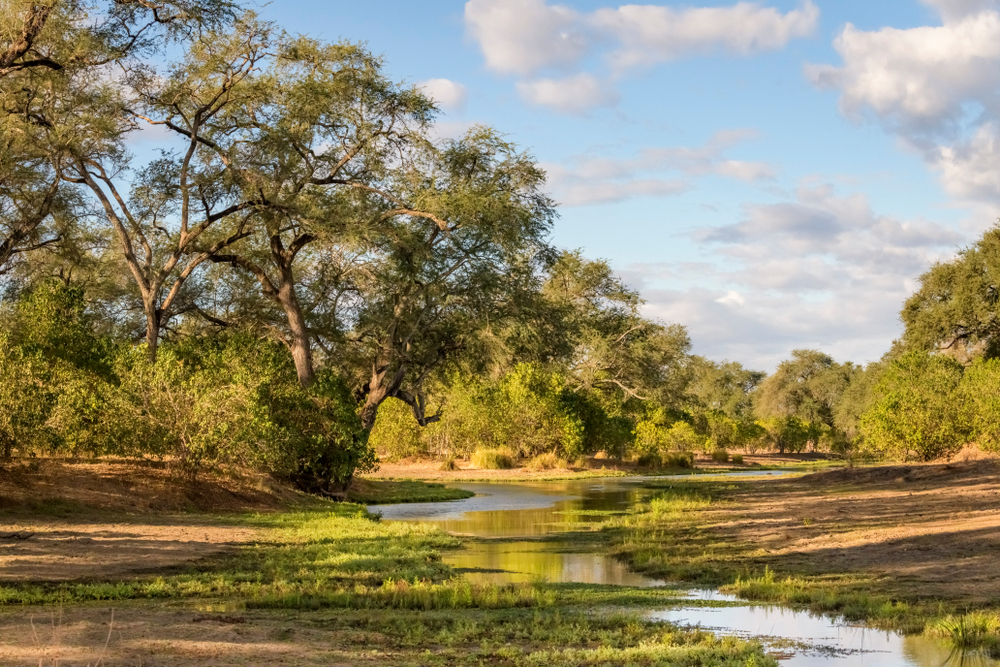 Mana pools pictured alongside the lush green forest during the cheapest time to visit Zimbabwe