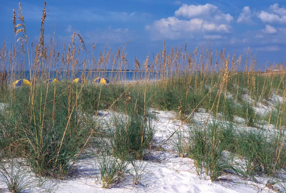 Sea oats along the dunes at Caladesi Island State Park beach, one of the best beaches in the USA