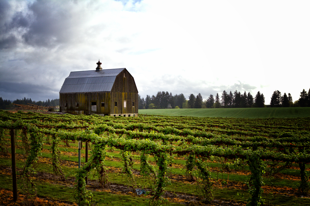 Red barn pictured in Willamette Valley during the overall best time to visit the area