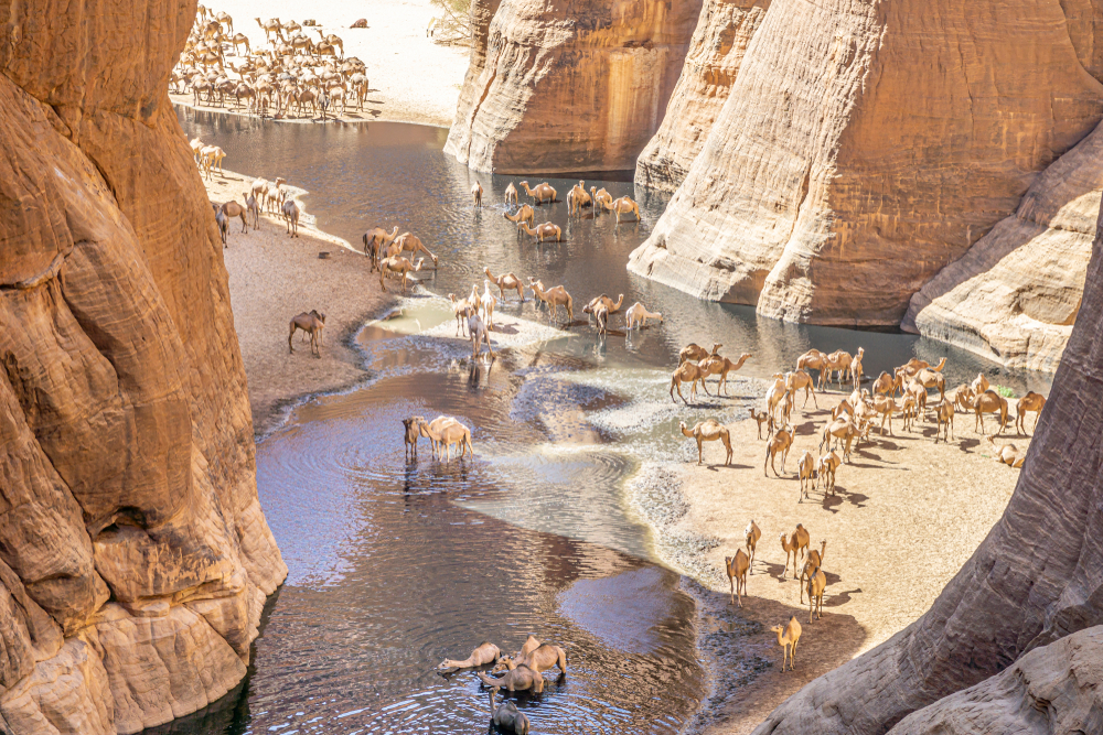 Camels in a watering hole in a valley between gigantic rock formations for a piece titled Is Chad Safe to Visit