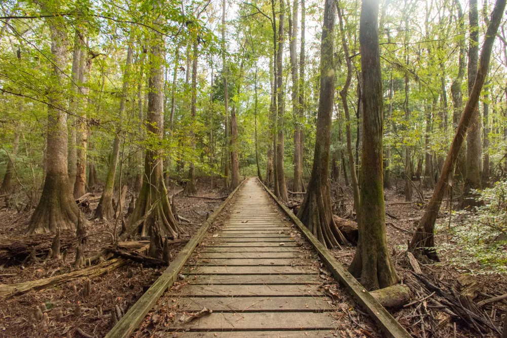 Boardwalk leading through some extremely tall trees on the Boardwalk Loop Trail in Congaree National Park, one of the best places to visit in South Carolina