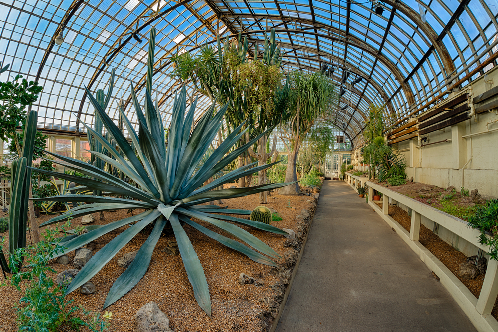 Middle of the Garfield Park Conservatory, one of the best places to visit in Chicago, pictured with glass above the desert house area