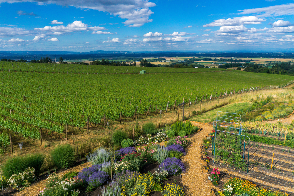 Amazing aerial view of the lush green wineries and gravel walking path of a wine tasting room, as seen during the best time to visit Willamette Valley