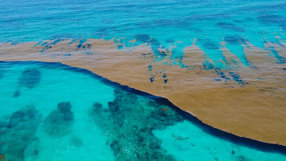 Sargassum algae forms a mass on the water in the Caribbean from an aerial view to indicate the worst time for seaweed in Cancun