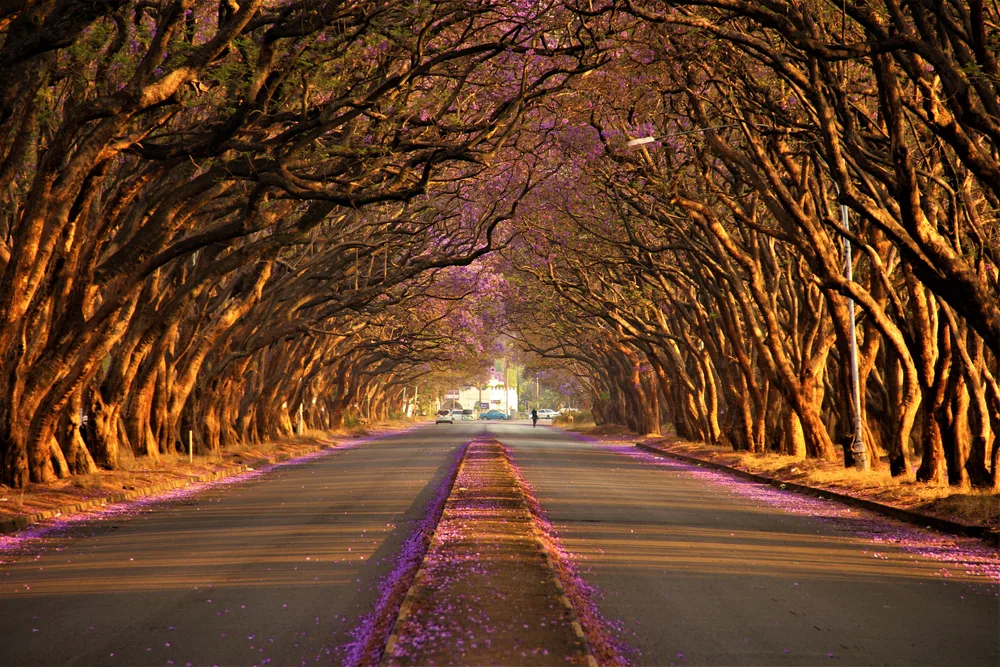 Picturesque Jacaranda Street in Harare, Zimbabwe, pictured during the overall least busy time to visit
