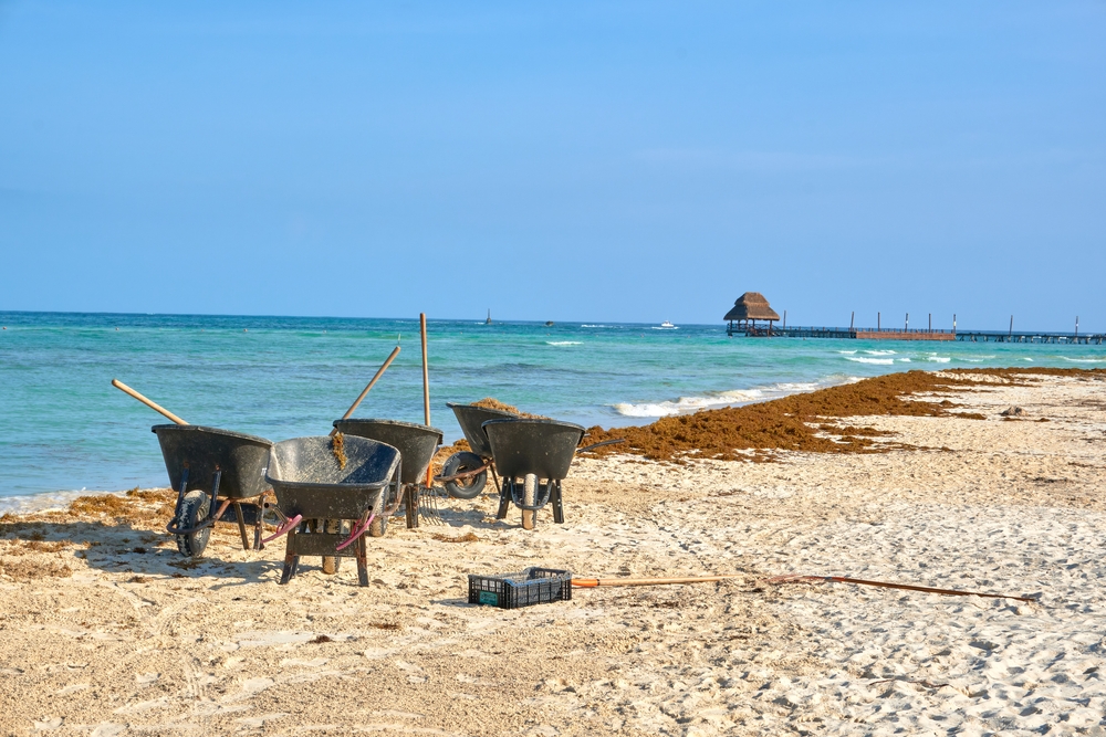 Mexico beach north of Isla Mujeres in the Riviera with wheelbarrows to transport the seaweed after removal