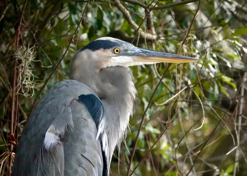 Close-up view of a Blue Heron in the Sea Pines Preserve pictured on a sunny morning