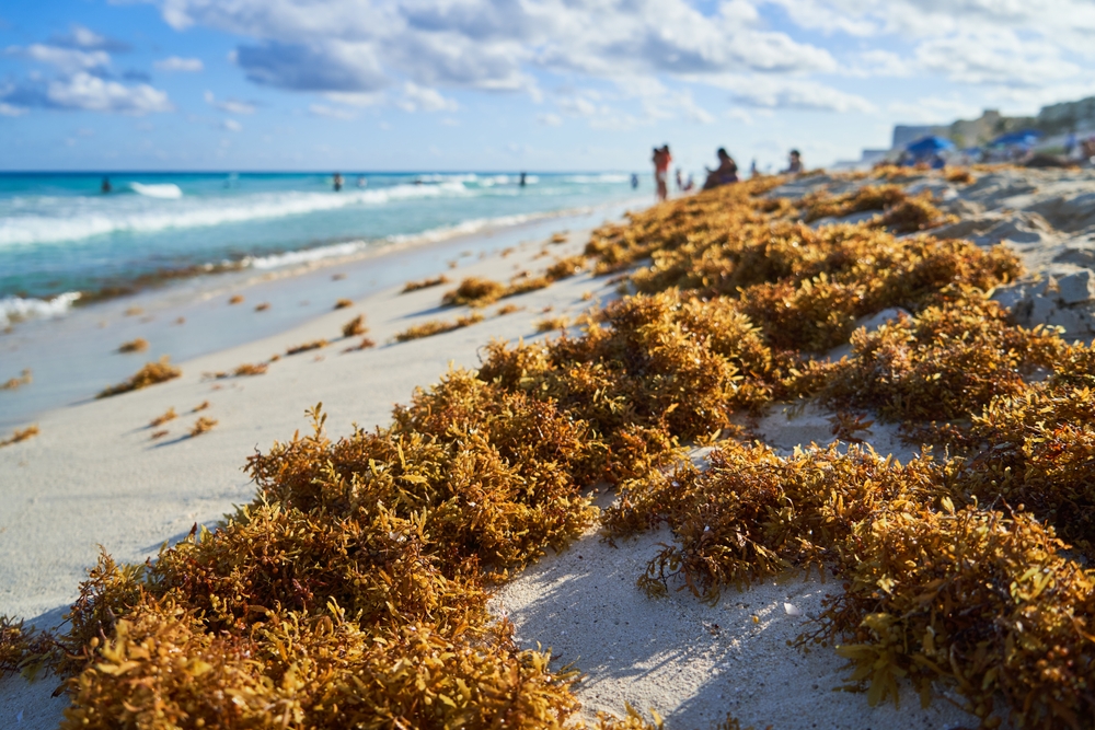 Sargasso masses on the beach with a blue cloudy sky overhead to show how Cancun seaweed affects the beaches