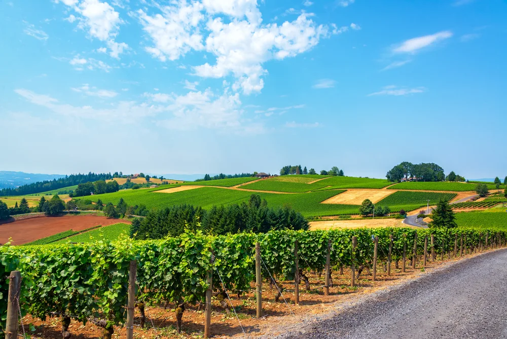 Hills covered in vineyards pictured during the best time to visit Willamette Valley, the summer