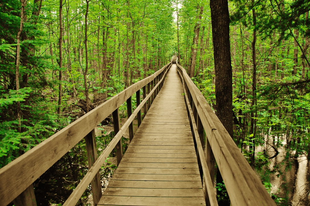 Long and empty boardwalk between deep green trees in the forest of Voyageurs National Park