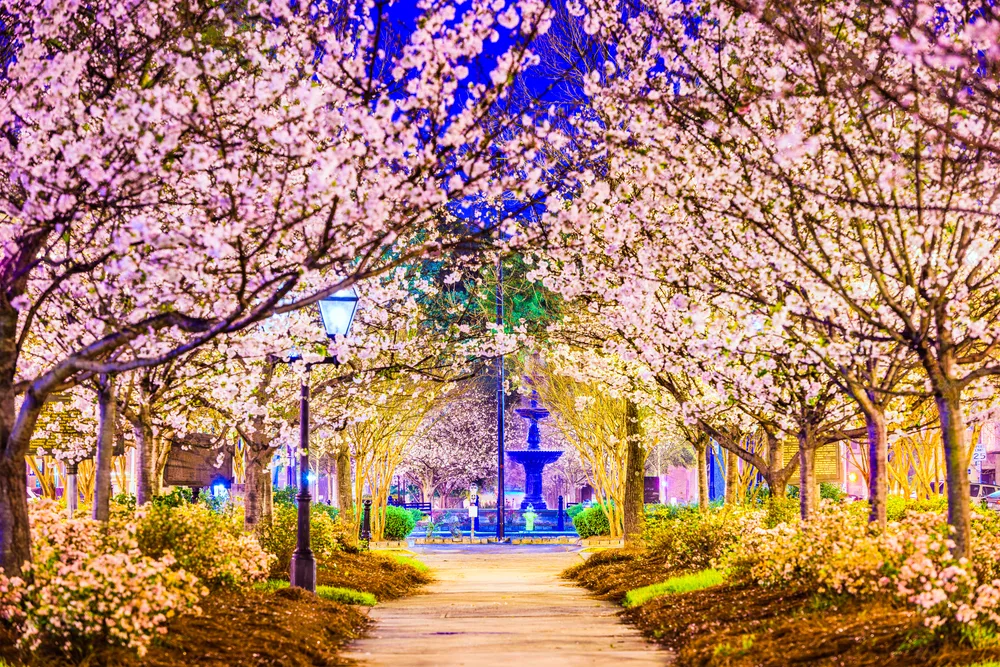 Spring trees blooming in Macon, Georgia, with a walkway leading to a fountain in a park in an idyllic image