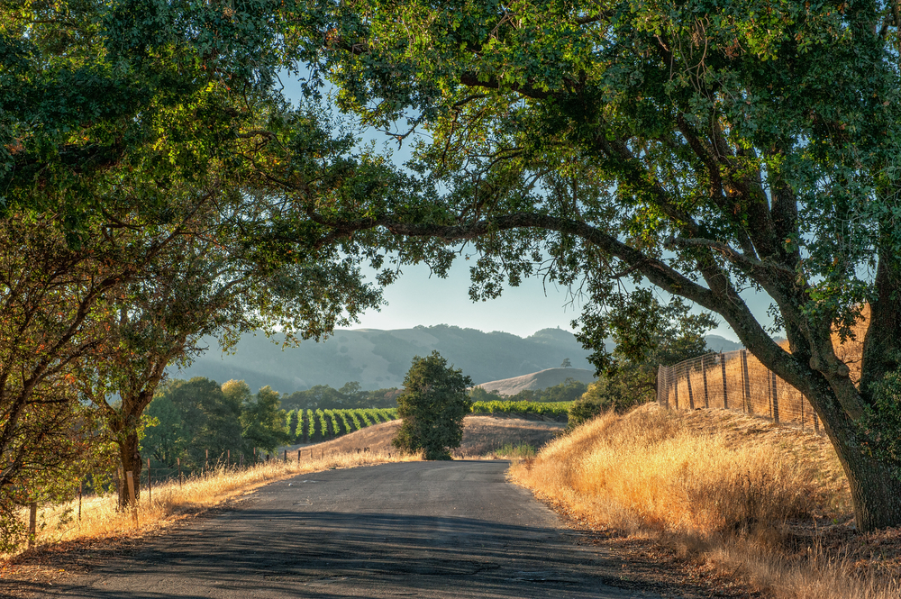 For a guide titled Where to Stay in Wine Country California, a tunnel of trees is pictured running along a winery with tan and beige vegetation