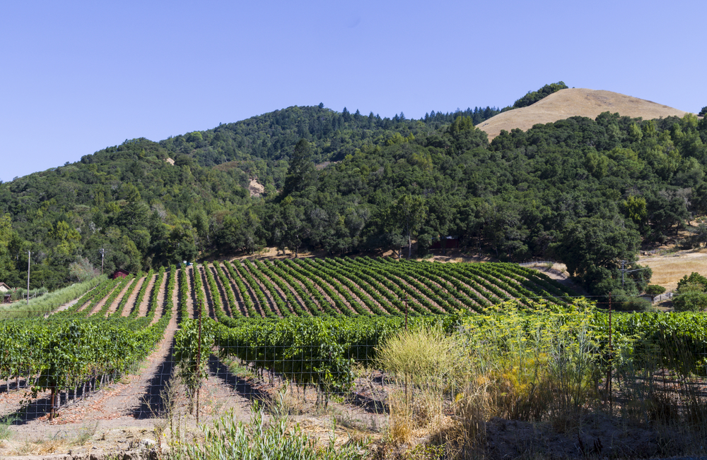 Gorgeous hillside view of Santa Rosa, one of our top picks for where to stay in Wine Country California