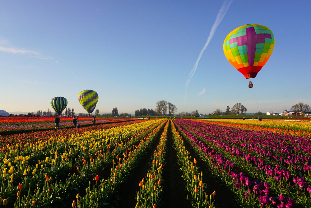 Colorful hot air balloons in Willamette Valley pictured in the spring