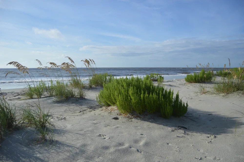 East Beach on St. Simons Island, Georgia with seagrass growing in the sand on a nice day to show one of the top beaches in the USA