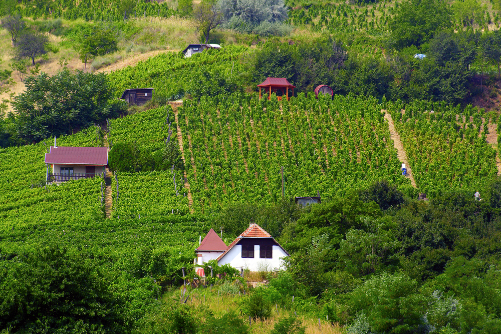 Tokaj, Hungary vineyards and homes in the countryside showing the best time to visit Hungary in the warm summer