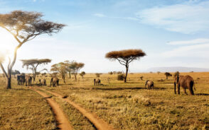 Group of elephants walking along the national park in Tanzania for a piece titled The Best Time to Visit Serengeti
