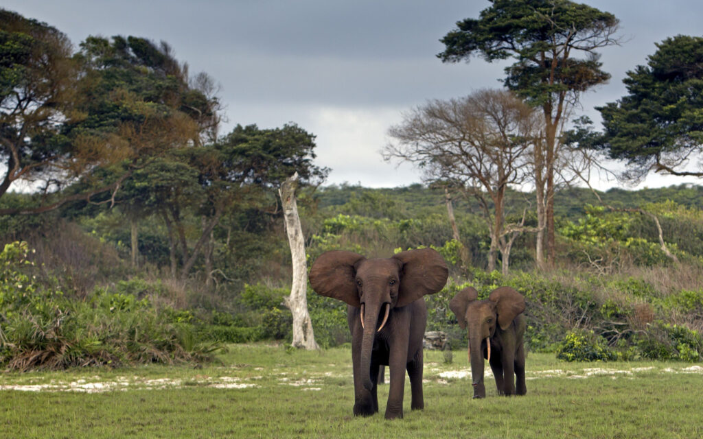 The Best Worst Times To Visit Gabon Updated For 2024   Shutterstock 200751707 1024x640 