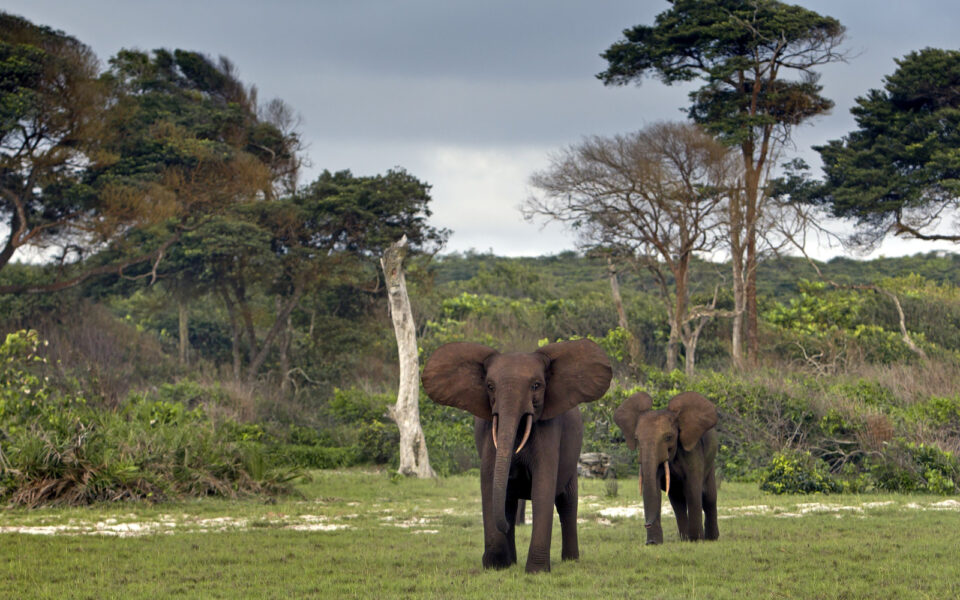 The Best Worst Times To Visit Gabon Updated For 2024   Shutterstock 200751707 960x600 