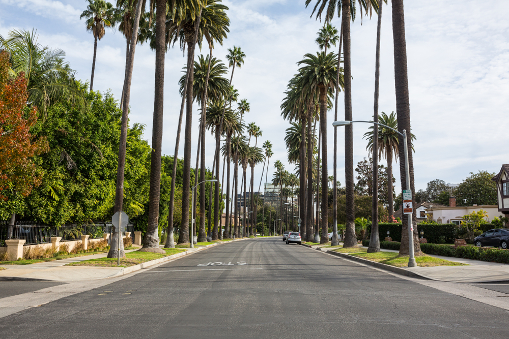 Neat view of tall palm trees on either side of an asphalt street in Los Angeles pictured during the least busy time to visit
