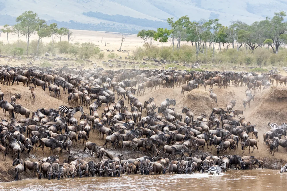 Thousands of wildebeest pictured running down the river next to the mountains for a piece on the best time to travel to Serengeti